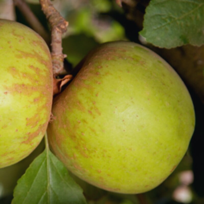 Garden Delicious Apple Tree, 5-6 Feet Tall