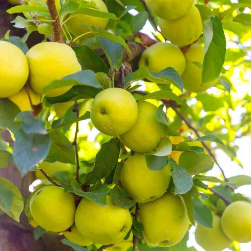 Garden Delicious Apple Tree, 3-4 Feet Tall - Image 4