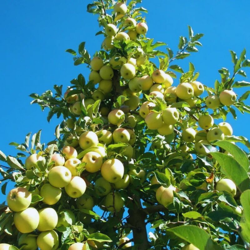 Garden Delicious Apple Tree, 3-4 Feet Tall - Image 2