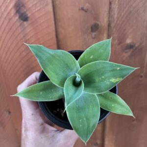 4 Green Fox Tail Agave Attenuata Plants for Sale - 6" Tall, No Pot