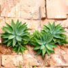 Fox Tail Agave Attenuata