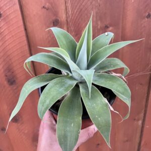 Alternative view of 2 Green Fox Tail Agave Attenuata Plants for Sale - 4" Well Rooted, No Pot