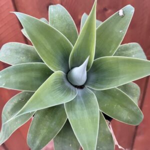 Alternative view of Green Fox Tail Agave Attenuata Plant for Sale - 4" Well Rooted, No Pot