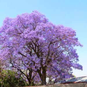 Alternative view of Purple Blue Jacaranda Mimosifolia Tree Live Plant Great for Bonsai - Zones 9-11