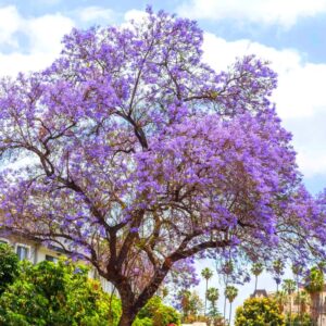 Purple Blue Jacaranda Mimosifolia Tree Live Plant Great for Bonsai - Zones 9-11