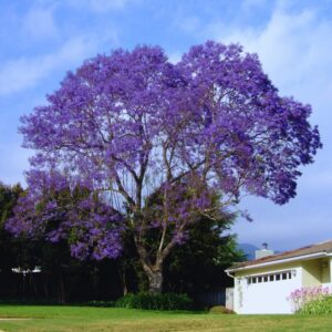 3 Purple Blue Jacaranda Mimosifolia Tree Live Plant Great for Bonsai - Zones 9-11