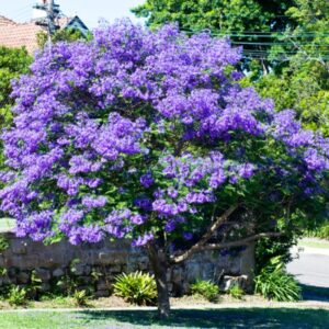 Purple Blue Jacaranda Mimosifolia Tree Live Plant Great for Bonsai - Zones 9-11