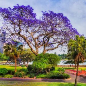 12 Blue Purple Jacaranda Mimosifolia Trees Live Plants Great for Bonsai - Zones 9-11