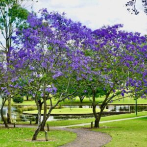 Mini Jacaranda Mimosifolia Live Tree - 4" Pot