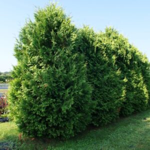 5 Thuja Green Giant Arborvitae Trees Live Plants - 2.5" Pot - 12-18" Tall