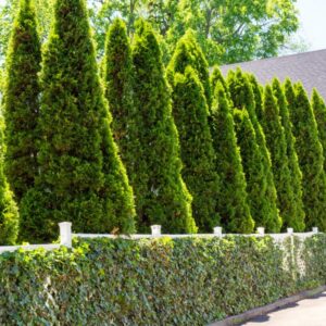100 Thuja Green Giant Arborvitae Trees Live Plants - 2.5" Pot - 12-18" Tall