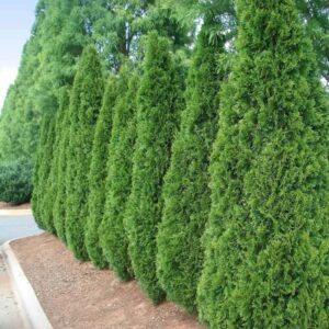 2 Thuja Green Giant Arborvitae Trees Live Plants - 2.5" Pot - 6-12" Tall