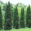 2 Thuja Green Giant Arborvitae Trees Live Plants - 2.5" Pot - 6-12" Tall