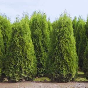 Alternative view of Thuja Green Giant Arborvitae Trees Live Plants - 2.5" Pot - 12-18" Tall