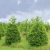 20 Murray Cypres Hedge Shrub Plants Live Trees - Zone: 5-9