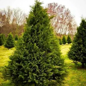 Alternative view of 20 Leyland Cypress Hedge Shrub Plants Live Trees - Zone: 5-9