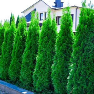 10 Leyland Cypress Hedge Shrub Plants Live Trees - Zone: 5-9