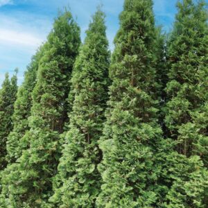 Alternative view of 5 Leyland Cypress Trees Live Plants - Zone: 5-9