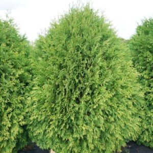 Alternative view of 50 Leyland Cypress Trees Live Plants - Zone: 5-9