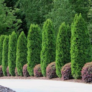 Alternative view of 10 Leyland Cypress Trees Live Plants - Zone: 5-9