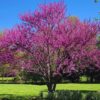 Redbud Eastern Red Bud Tree Live Plant - 7-15 Inc Tall - Quart Pot