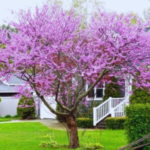 Alternative view of Redbud Eastern Red Bud Tree Live Plant - 7-15 Inc Tall - Quart Pot