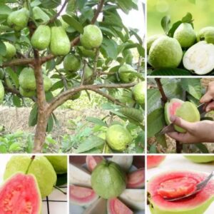 Alternative view of Set 4 Guava Live Plants