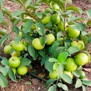 White Guava Tree Live Plant