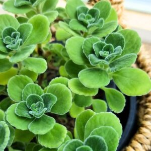 Plectranthus Tomentosa Vicks Tree