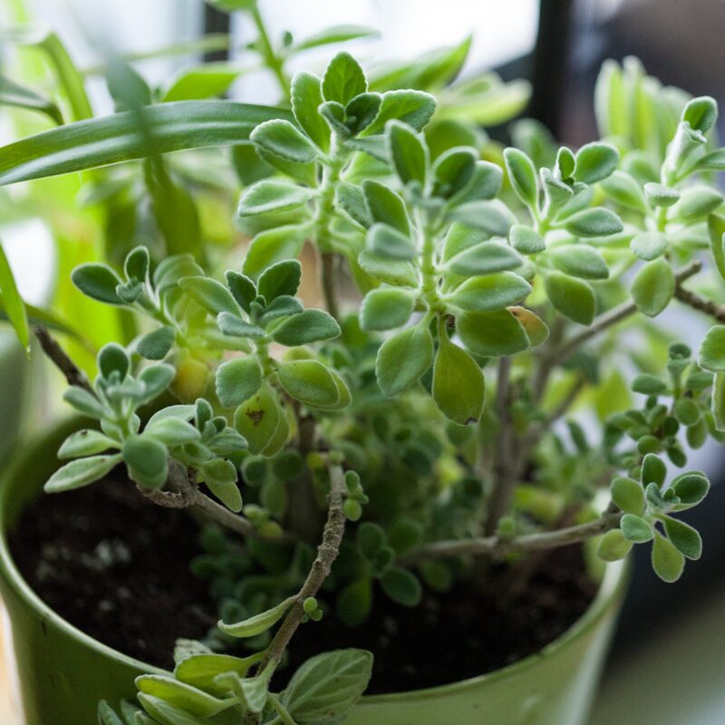 Plectranthus Tomentosa Vicks Plant - Image 6