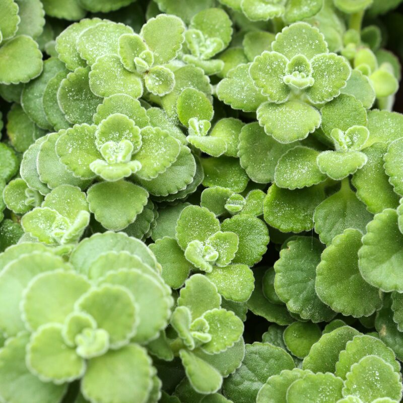 Plectranthus Tomentosa Vicks Plant - Image 5