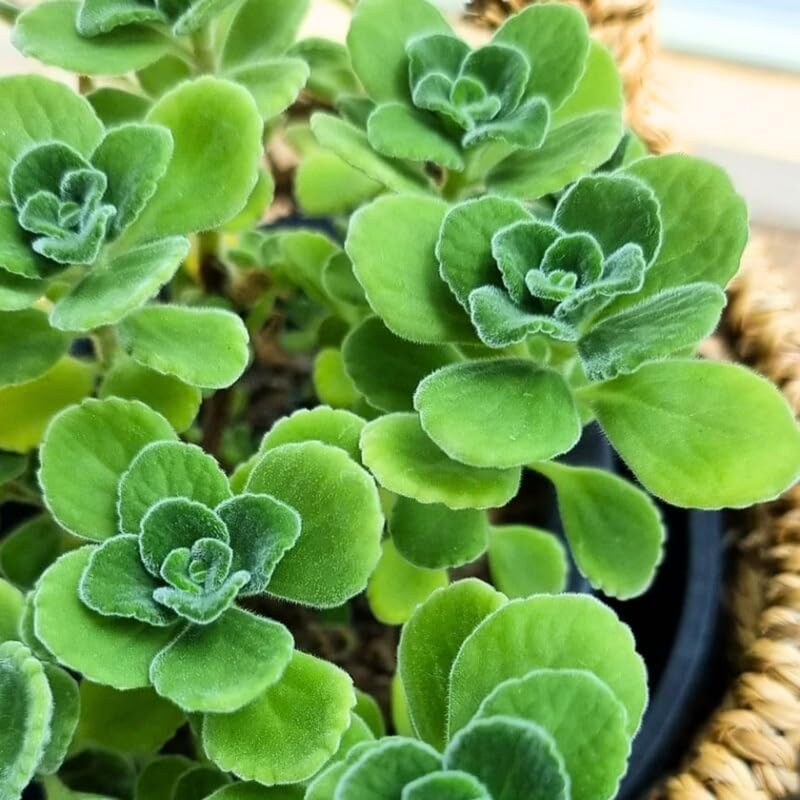 Plectranthus Tomentosa Vicks Plant - Image 3