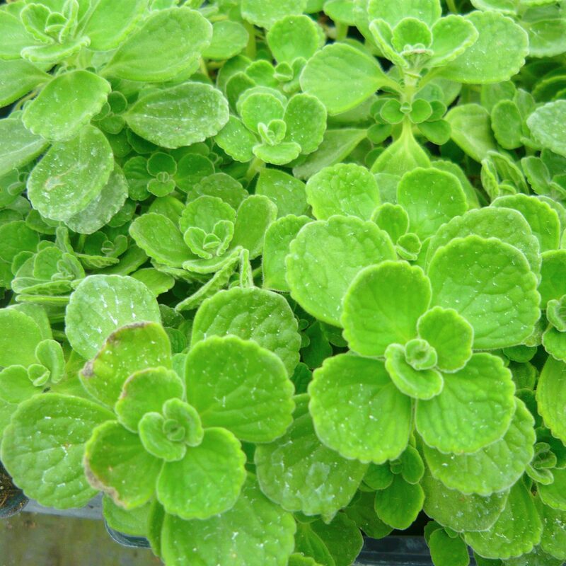 Plectranthus Tomentosa Vicks Plant - Image 2