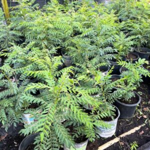 Curry Leaf Tree Murraya Koenigii 2 Feet Height