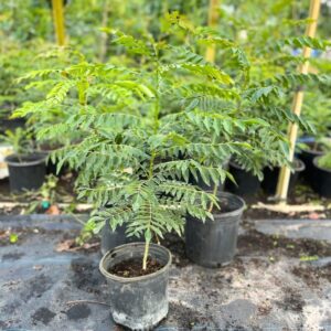 Indian Curry Leaves Tree Murraya Koenigii 2 Feet Tall