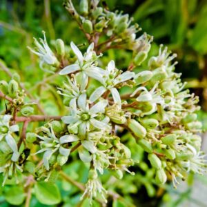 Alternative view of Indian Curry Leaves Plant Murraya Koenigii 5-9 Inc, In 4 Inc Pot