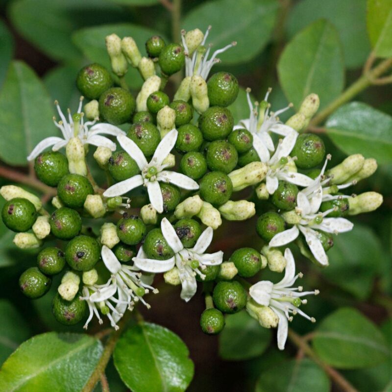 Curry Leaf Plant Murraya Koenigii 5-9 Inc Height, In 4 Inc Pot - Image 5