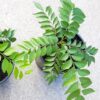 Murraya Koenigii Curry Leaf Plant 5-9 Inc Tall, 4 Inch Pot