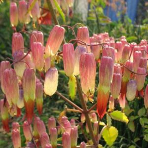 Alternative view of Kalanchoe Pinnata Succulent Plant, 4-8 Inch Tall, 4 Inc Pot