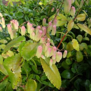 Alternative view of Kalanchoe Pinnata Plant 4-8 Inch Tall, 4 Inc Pot