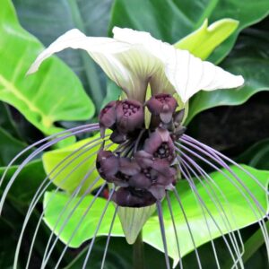 Alternative view of 2 Tacca Integrifolia White Bat Orchid Plants In 2 Inch Pot, 2 Pots