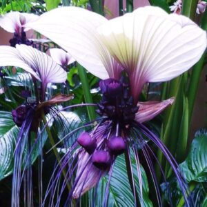 Alternative view of Tacca Integrifolia White Bat Flower Plant 4 Inch Pot