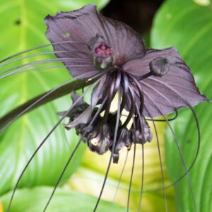 4 Tacca Chantrieri Black Bat Plants - In 2 Inc Pot - 4 Pots