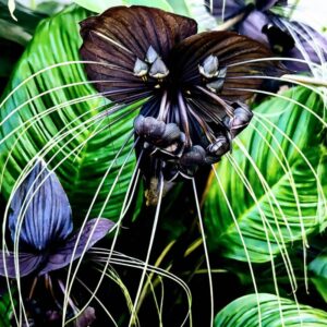 4 Tacca Chantrieri Black Bat Flower Plants, In 2 Inc Pot, 4 Pots