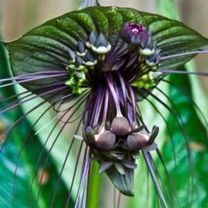 Alternative view of 2 Tacca Chantrieri Black Bat Orchid Plants In 2 Inch Pot, 2 Pots