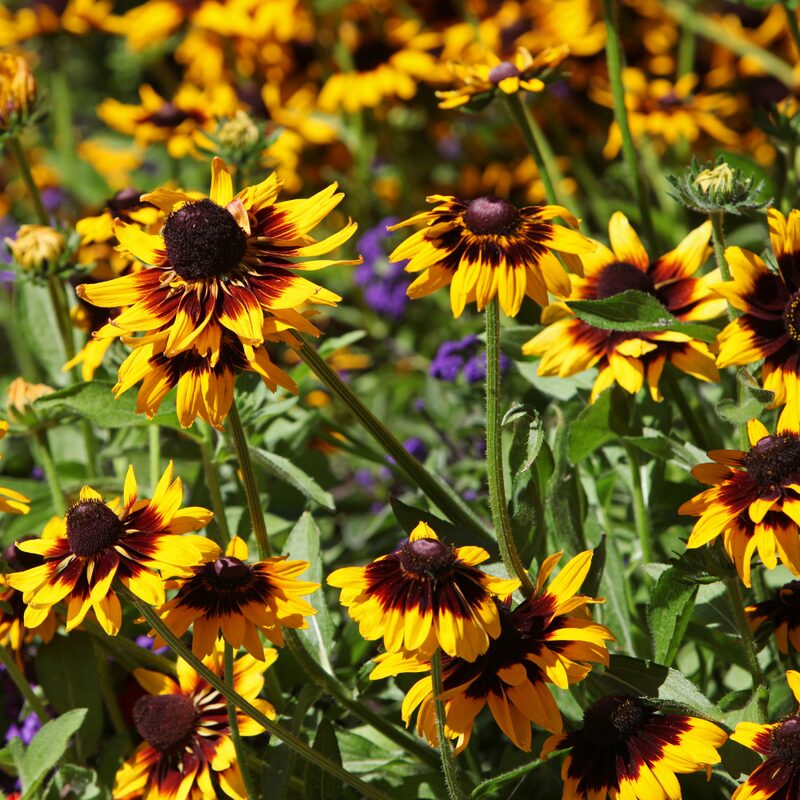 Gloriosa Daisy Seeds - Image 3