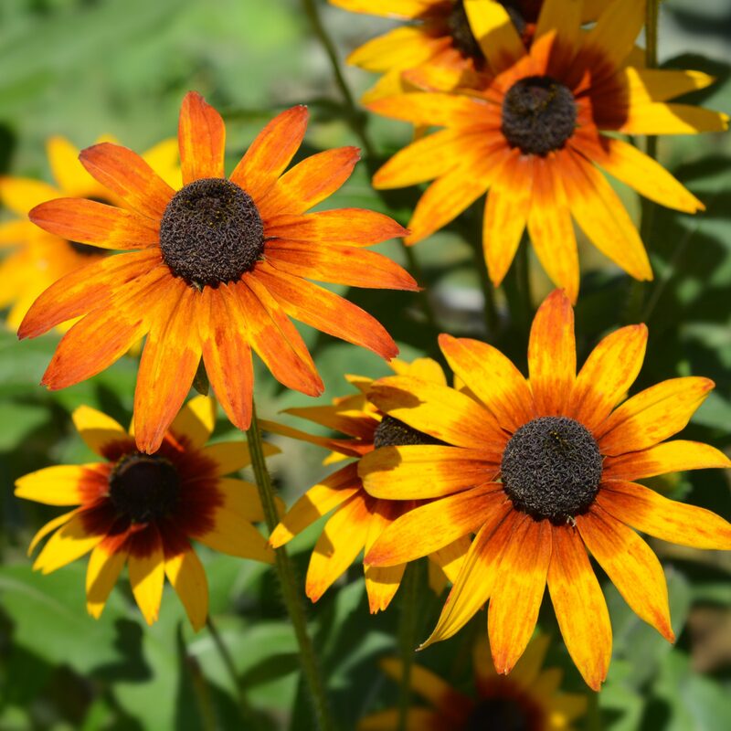 Gloriosa Daisy Seeds - Image 2