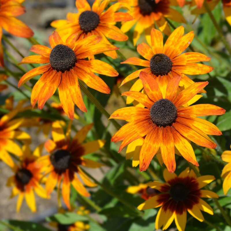 Gloriosa Daisy Seeds