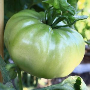 Alternative view of Aunt Ruby's German Green Tomato Seeds