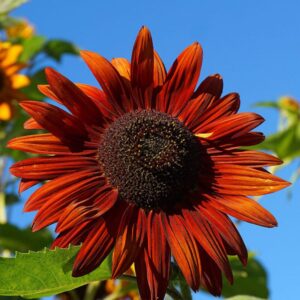 Alternative view of Velvet Queen Sunflower Seeds